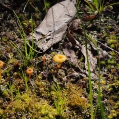 Lichenomphalia chromacea at Kambah, ACT - 6 Oct 2021