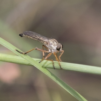Cerdistus sp. (genus) (Yellow Slender Robber Fly) at Bruce, ACT - 10 Nov 2021 by AlisonMilton