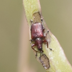 Euops sp. (genus) (A leaf-rolling weevil) at Bruce Ridge - 11 Nov 2021 by AlisonMilton