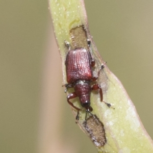 Euops sp. (genus) at Bruce, ACT - 11 Nov 2021