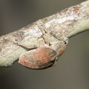 Gonipterus sp. (genus) at Higgins, ACT - 11 Nov 2021