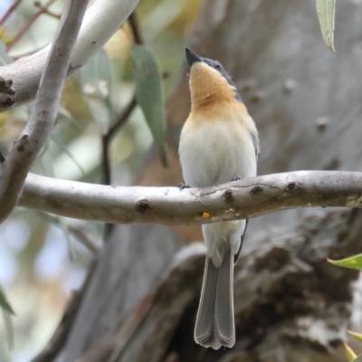 Myiagra rubecula (Leaden Flycatcher) at Jerrabomberra, ACT - 11 Nov 2021 by jb2602