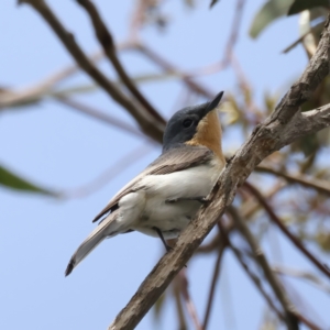 Myiagra rubecula at Jerrabomberra, ACT - 11 Nov 2021