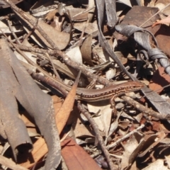 Ctenotus sp. (genus) (A comb-eared skink) at Mount Hope, NSW - 8 Nov 2018 by Christine