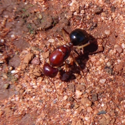 Camponotus sp. (genus) (A sugar ant) at Mount Hope, NSW - 8 Nov 2018 by Christine