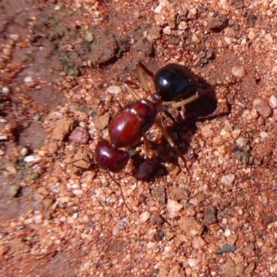 Unidentified Ant (Hymenoptera, Formicidae) at Nombinnie Nature Reserve - 7 Nov 2018 by Christine