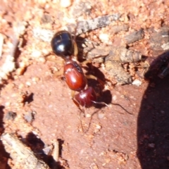 Camponotus sp. (genus) at Mount Hope, NSW - 8 Nov 2018 10:36 AM