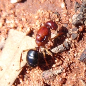 Camponotus sp. (genus) at Mount Hope, NSW - 8 Nov 2018 10:36 AM