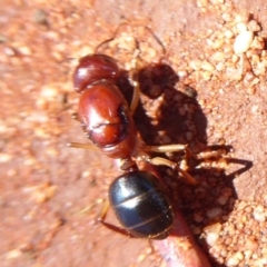 Camponotus sp. (genus) at Mount Hope, NSW - 8 Nov 2018 10:36 AM