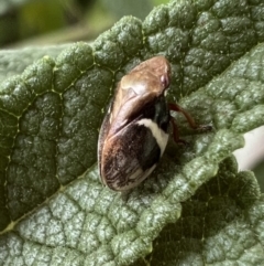 Bathyllus albicinctus (Spittlebug, Froghopper) at Murrumbateman, NSW - 11 Nov 2021 by SimoneC