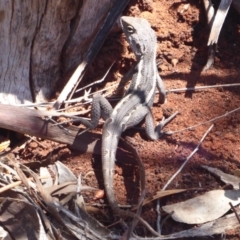 Unidentified Dragon at Mount Hope, NSW - 7 Nov 2018 by Christine