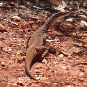 Varanus gouldii at Mount Hope, NSW - 8 Nov 2018