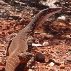 Varanus gouldii at Mount Hope, NSW - 8 Nov 2018 11:00 AM