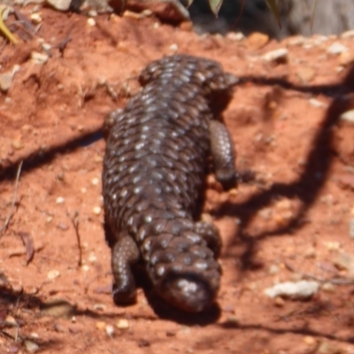 Tiliqua rugosa (Shingleback Lizard) at Mount Hope, NSW - 8 Nov 2018 by Christine