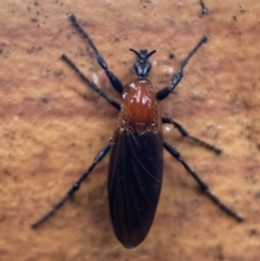 Bibio imitator (Garden maggot) at Jerrabomberra, NSW - 12 Nov 2021 by SteveBorkowskis