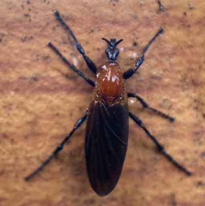 Bibio imitator (Garden maggot) at Jerrabomberra, NSW - 12 Nov 2021 by SteveBorkowskis