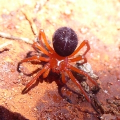 Nicodamidae (family) at Euabalong, NSW - 8 Nov 2018 11:33 AM