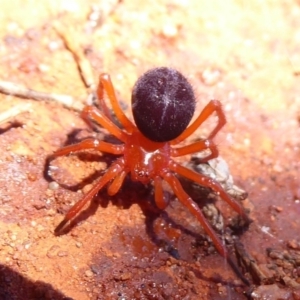 Nicodamidae (family) at Euabalong, NSW - 8 Nov 2018 11:33 AM