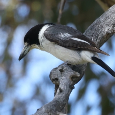 Cracticus torquatus (Grey Butcherbird) at Jerrabomberra, ACT - 11 Nov 2021 by jb2602