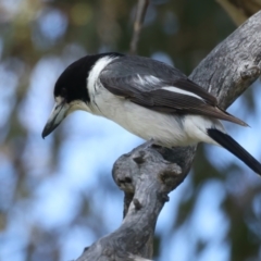 Cracticus torquatus (Grey Butcherbird) at Jerrabomberra, ACT - 11 Nov 2021 by jbromilow50