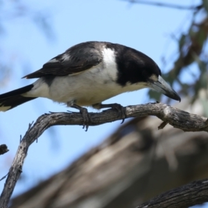 Cracticus torquatus at Jerrabomberra, ACT - 11 Nov 2021 11:51 AM