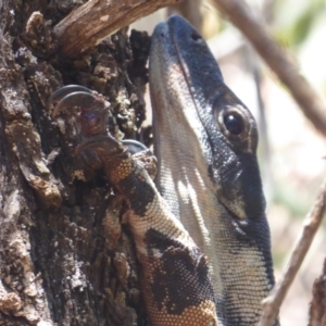 Varanus varius at Euabalong, NSW - 8 Nov 2018