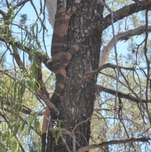 Varanus varius at Euabalong, NSW - suppressed