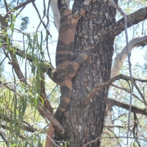 Varanus varius at Euabalong, NSW - 8 Nov 2018