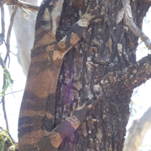 Varanus varius at Euabalong, NSW - 8 Nov 2018