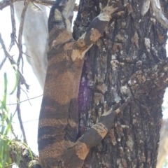 Varanus varius at Euabalong, NSW - 8 Nov 2018