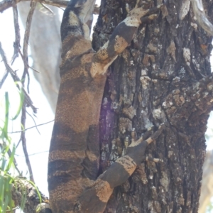 Varanus varius at Euabalong, NSW - 8 Nov 2018