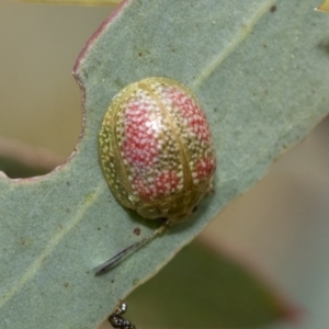 Paropsisterna fastidiosa at Bruce, ACT - 11 Nov 2021 10:39 AM