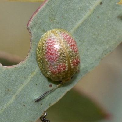 Paropsisterna fastidiosa (Eucalyptus leaf beetle) at Bruce, ACT - 11 Nov 2021 by AlisonMilton