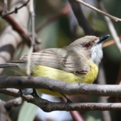 Gerygone olivacea (White-throated Gerygone) at Callum Brae - 10 Nov 2021 by jbromilow50