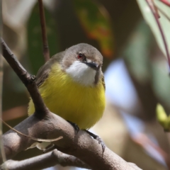 Gerygone olivacea at Jerrabomberra, ACT - 11 Nov 2021