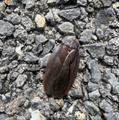 Laxta granicollis (Common bark or trilobite cockroach) at Murrumbateman, NSW - 10 Nov 2021 by SimoneC