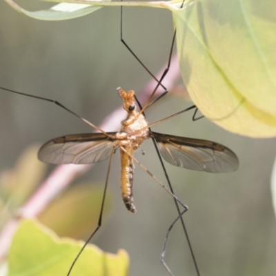 Leptotarsus (Macromastix) costalis (Common Brown Crane Fly) at Bruce Ridge - 10 Nov 2021 by AlisonMilton