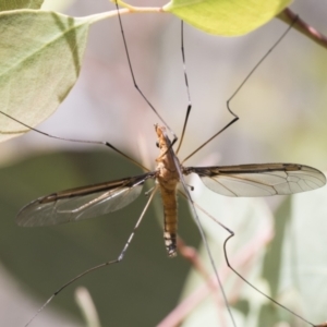 Leptotarsus (Macromastix) costalis at Bruce, ACT - 11 Nov 2021 10:20 AM