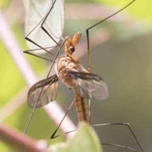 Leptotarsus (Macromastix) costalis at Bruce, ACT - 11 Nov 2021 10:20 AM