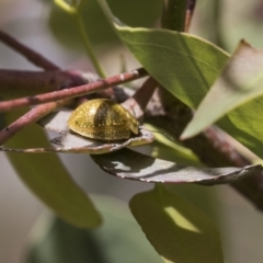 Paropsisterna cloelia (Eucalyptus variegated beetle) at Bruce, ACT - 11 Nov 2021 by AlisonMilton