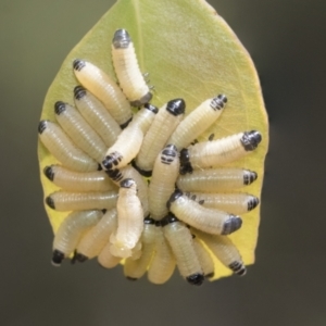 Paropsisterna cloelia at Bruce, ACT - 11 Nov 2021