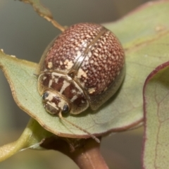Paropsisterna decolorata (A Eucalyptus leaf beetle) at Bruce, ACT - 11 Nov 2021 by AlisonMilton