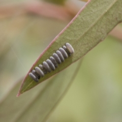 Paropsisterna decolorata at Bruce, ACT - 11 Nov 2021