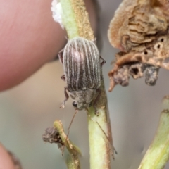 Edusella lineata (Leaf beetle) at Bruce, ACT - 11 Nov 2021 by AlisonMilton