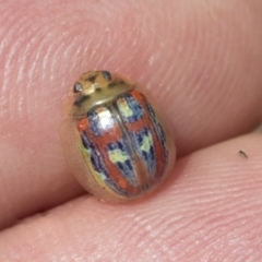 Paropsisterna annularis (A leaf beetle) at Bruce, ACT - 11 Nov 2021 by AlisonMilton