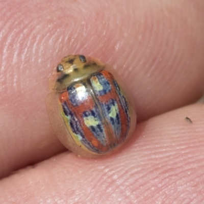 Paropsisterna annularis (A leaf beetle) at Bruce Ridge - 11 Nov 2021 by AlisonMilton