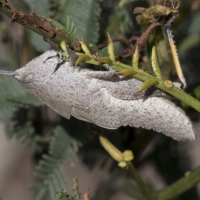 Goniaea australasiae (Gumleaf grasshopper) at Bruce Ridge to Gossan Hill - 10 Nov 2021 by AlisonMilton