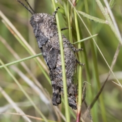 Coryphistes ruricola (Bark-mimicking Grasshopper) at Bruce Ridge to Gossan Hill - 10 Nov 2021 by AlisonMilton