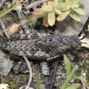 Coryphistes ruricola at Bruce, ACT - 11 Nov 2021