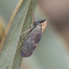 Brunotartessus fulvus (Yellow-headed Leafhopper) at Bruce, ACT - 11 Nov 2021 by AlisonMilton